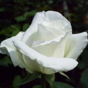 Bianca teahibrid szálas 80-120cm